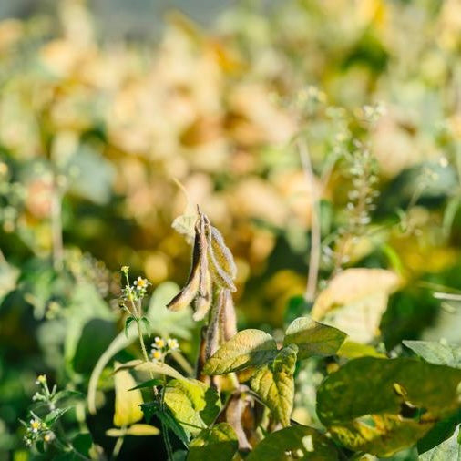 DALLA TERRA AL TOFU: LA FILIERA ARTIGIANALE DELLA SOIA TICINESE